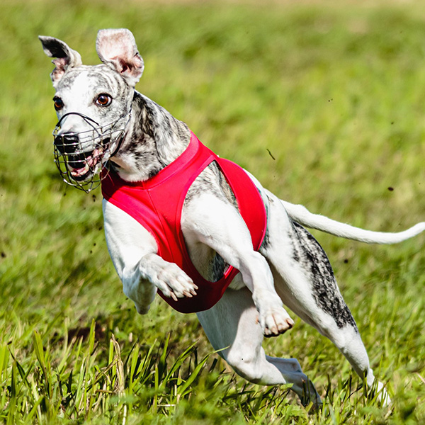Coursing Whippet 