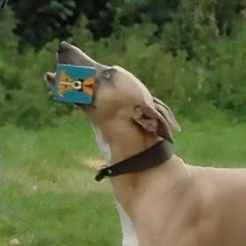 Fawn Whippet Holding Toy In Mouth