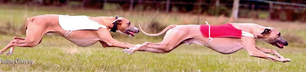 Two Whippets Lure Coursing In Red And White Coats