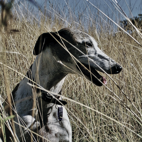 Whippet Sitting In Long Grass